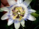 Pasiflora o