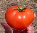 Mascarilla de tomate contra el acné