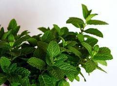 Remedios caseros para eliminar el exceso de vello