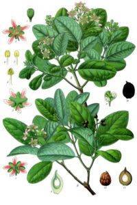 Propiedades del té de boldo