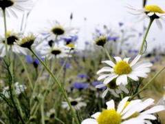 Manzanilla como remedio casero contra la balanitis candidiásica